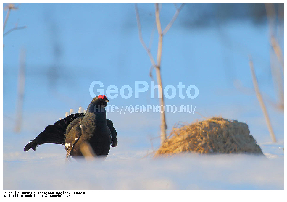 ����������� �������, ��������������� ��������� ���������� ������������ ���, ���������� ������������ ���, ������, ��������, ��������, �����, �����, ��������, �����������, XYZ, �����������, Tetraonidae, �������, �������-�����, ������� �������, Lyrurus tetrix, Tetrao tetrix