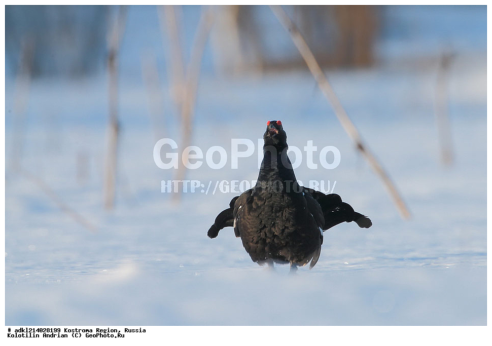 ����������� �������, ��������������� ��������� ���������� ������������ ���, ���������� ������������ ���, ������, ��������, ��������, �����, �����, ��������, �����������, XYZ, �����������, Tetraonidae, �������, �������-�����, ������� �������, Lyrurus tetrix, Tetrao tetrix