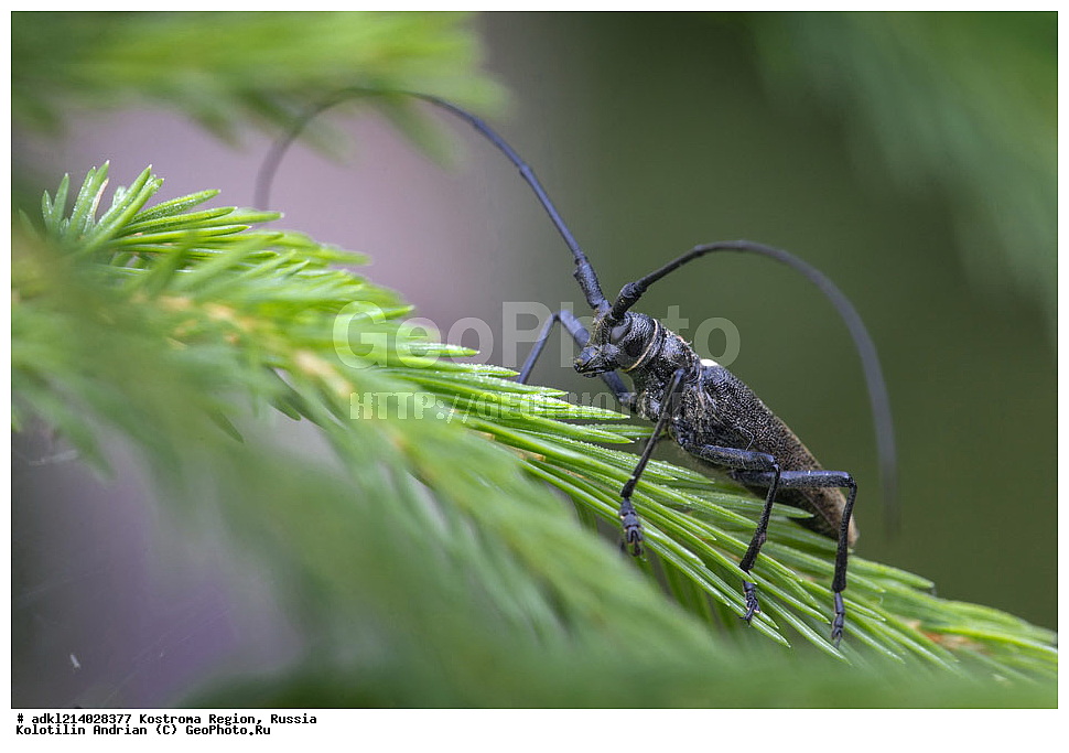 ����������� �������, ��������������� ��������� ���������� ������������ ���, ���������� ������������ ���, ������, ��������, ��������, ���������, ���������, ����, XYZ, �����, ���������, Cerambycidae, ������� ������ ������ ����, Monochamus sartor, ��������������, �������������, ��������������