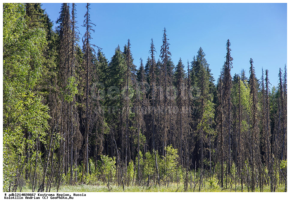 ����������� �������, ��������������� ��������� ���������� ������������ ���, ���������� ������������ ���, ������, ������ ���