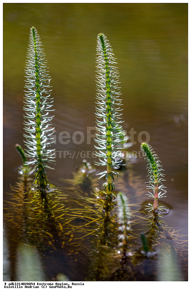 ����������� �������, ��������������� ��������� ���������� ������������ ���, ���������� ������������ ���, ������, ������ ��������, �����, ���������� ��������, ������������ ��������, ������������ ��������, ������, �����, XYZ, ������������, Hippuridaceae, ��������������, Plantaginaceae, �������� ������������, ������� �������, ������� ������� ������������, Hippuris vulgaris