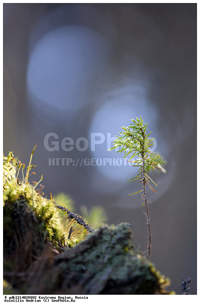  ����������� �������, ��������������� ��������� ���������� ������������ ���, ���������� ������������ ���, ������, ������ ��������, �����, ���������� ��������, ������������ ��������, ������������ ��������, XYZ, ��������, Pinaceae, ��� �������, Picea x fennica, Picea fennica, Picea abies x Picea obovata