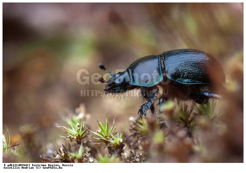 ����������� �������, ��������������� ��������� ���������� ������������ ���, ���������� ������������ ���, ������, ��������, ��������, ���������, ���������, ����, XYZ, ���������-��������, ���������, Geotrupidae, �������� ������, Anoplotrupes stercorosus, ��������������, �������������, ��������������