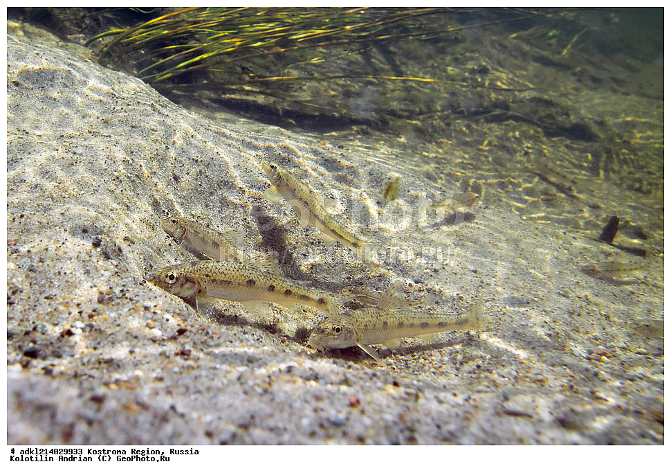  ����������� �������, ��������������� ��������� ���������� ������������ ���, ���������� ������������ ���, ������, ��������, ��������, ����, ����, XYZ, ��������, Cyprinidae, ������������ �������, Gobio gobio