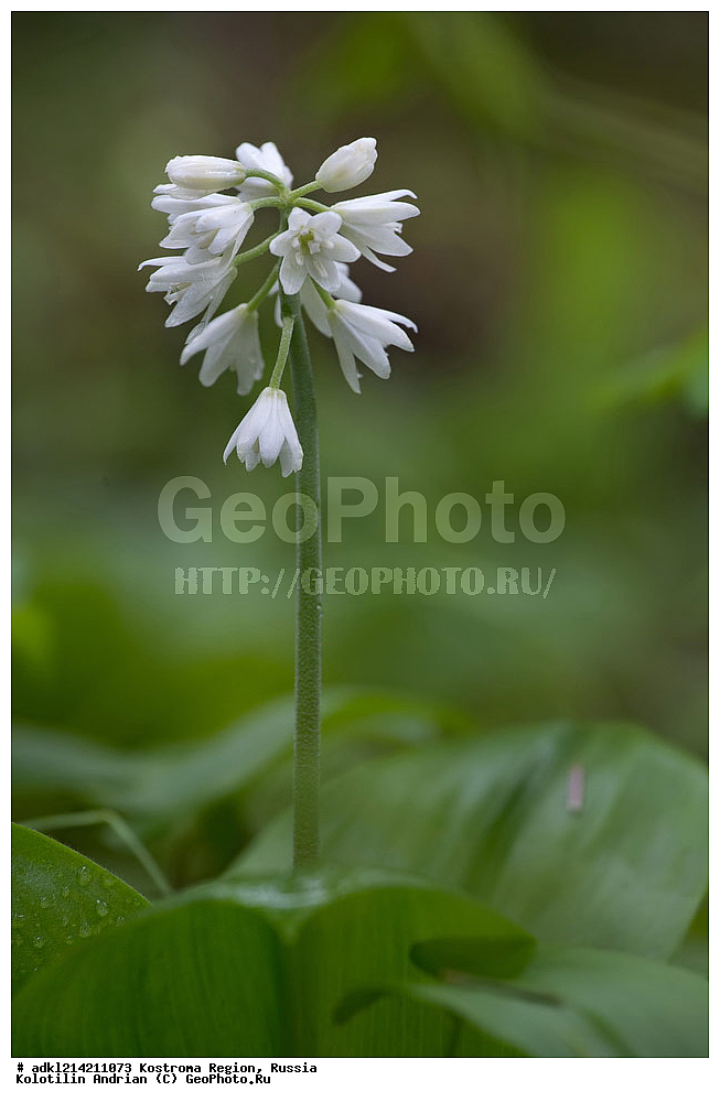 ������ ��������, �����, ���������� ��������, ������������ ��������, ������������ ��������, ������, �����, ����������� ����, ������������� ����������, ������������� ��������������� ��������� ����������, ������