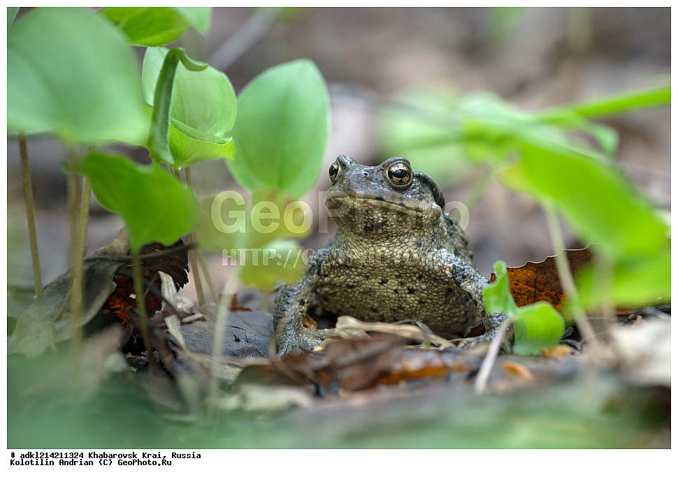 ��������, ��������, �����������, �����������, �������, �������, XYZ, ����������� ����, ������������� ����������, ������������� ��������������� ��������� ����������, ������, ����, ��������� ����, Bufonidae, ��������������� ����, Bufo gargarizans