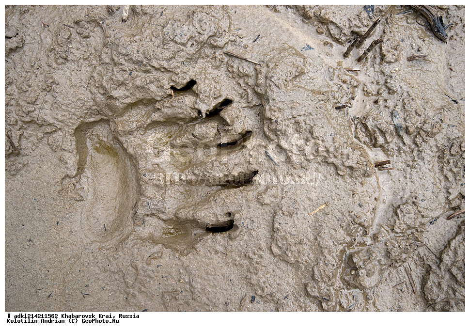 ��������, ��������, �������������, �������������, �����, �����, �������, ������, XYZ, ����������� ����, ������������� ����������, ������������� ��������������� ��������� ����������, ������, ��������, Ursidae, ����� �������, ������������ �������, Ursus arctos