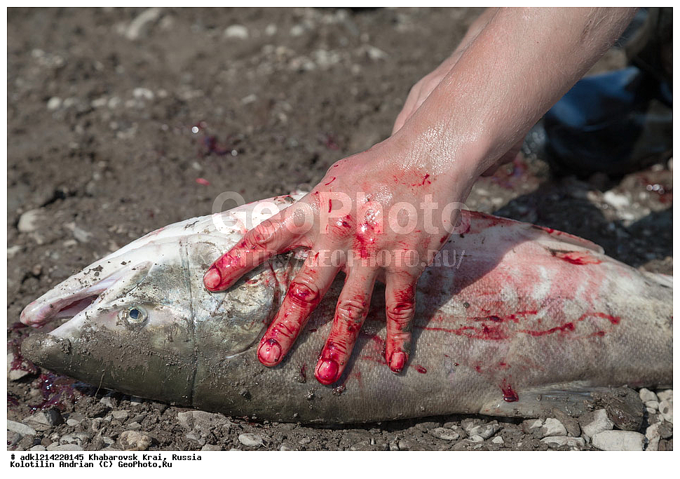 ����������� ����, ������������� ����������, ������������� ��������������� ��������� ����������, ������, �������� ���� �� ����� - ������� ����