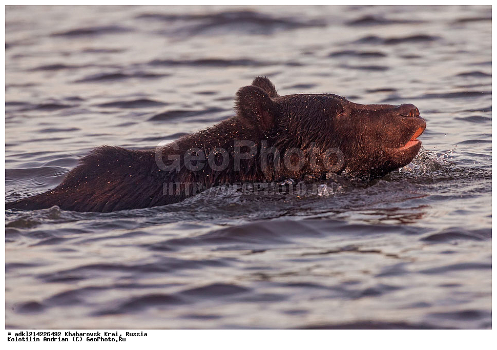 ��������, ��������, �������������, �������������, �����, �����, �������, ������, XYZ, ����������� ����, ������������� ����������, ������������� ��������������� ��������� ����������, ������, ��������, Ursidae, ����� �������, ������������ �������, Ursus arctos