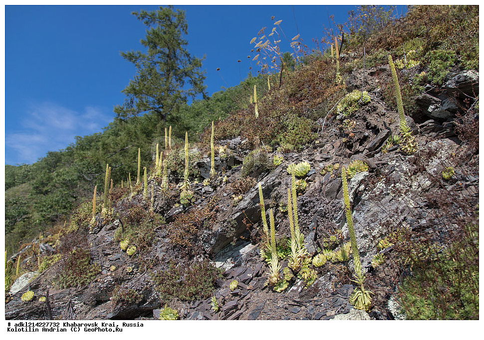 ������ ��������, �����, ���������� ��������, ������������ ��������, ������������ ��������, ������, �����, XYZ, ����������� ����, ������������� ����������, ������������� ��������������� ��������� ����������, ������, ������������, Crassulaceae, ������������� �������, Orostachys spinosa, Cotyledon spinosa, Sedum spinosum