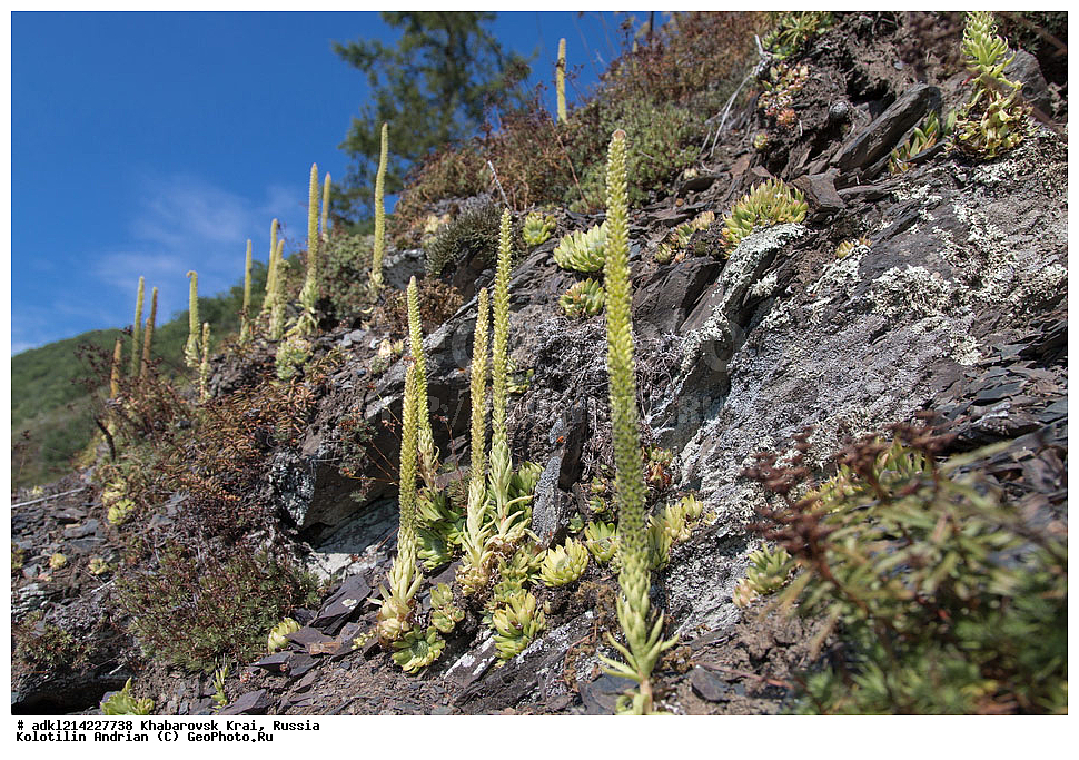 ������ ��������, �����, ���������� ��������, ������������ ��������, ������������ ��������, ������, �����, XYZ, ����������� ����, ������������� ����������, ������������� ��������������� ��������� ����������, ������, ������������, Crassulaceae, ������������� �������, Orostachys spinosa, Cotyledon spinosa, Sedum spinosum