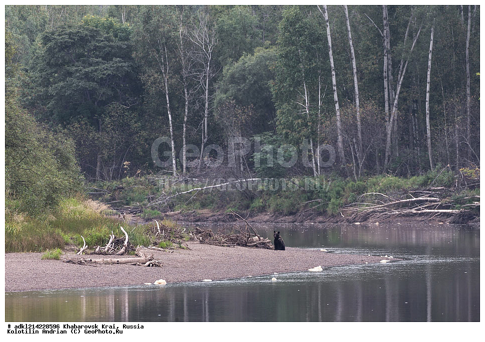 ��������, ��������, �������������, �������������, �����, �����, �������, ������, XYZ, ����������� ����, ������������� ����������, ������������� ��������������� ��������� ����������, ������, ��������, Ursidae, ����� �������, ������������ �������, Ursus arctos