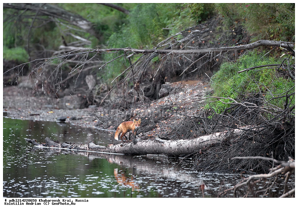 ��������, ��������, �������������, �������������, �����, �����, �������, ������, XYZ, ����������� ����, ������������� ����������, ������������� ��������������� ��������� ����������, ������, ������, �������, ������, Canidae, ������������ ������, ����� ������, ����, Vulpes vulpes