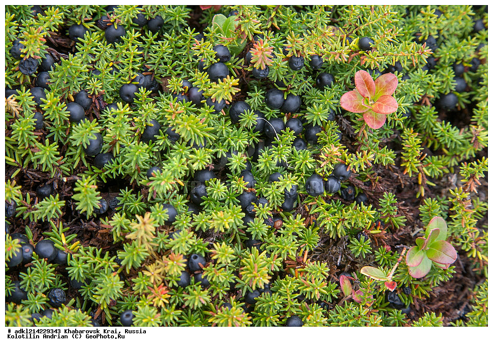 ����������� ����, ������������� ����������, ������������� ��������������� ��������� ����������, ������, �����, ��������, ���� �������