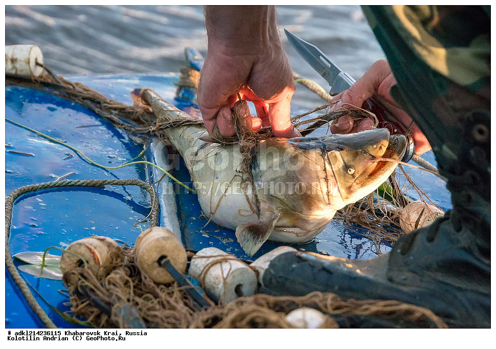 ����������� ����, ������������� ����������, ������������� ��������������� ��������� ����������, ������, ������ ����������� �����������, ����������� ������������� �����