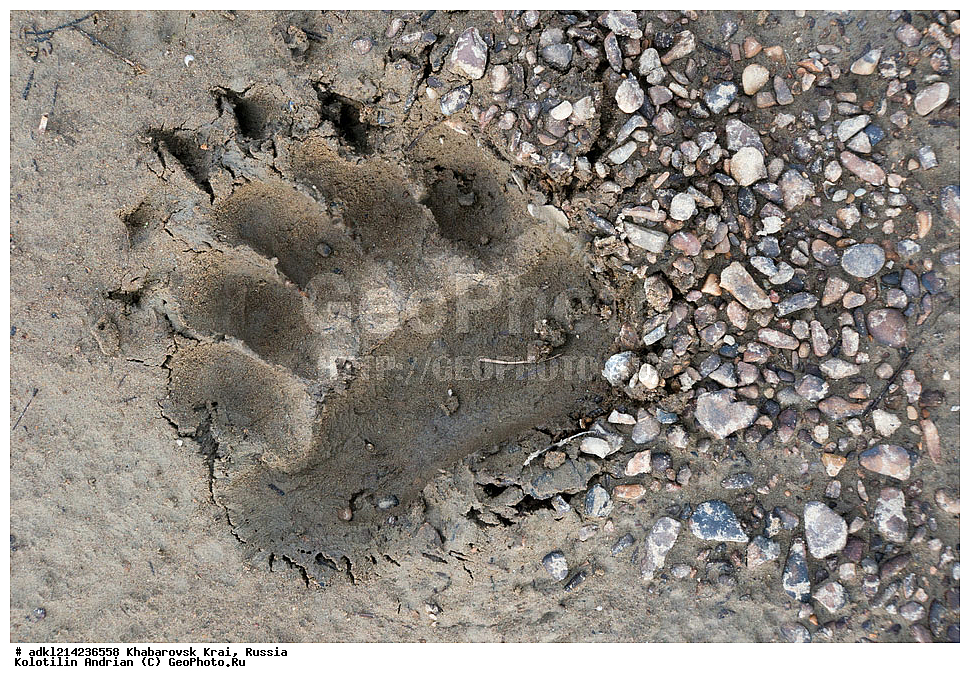 ��������, ��������, �������������, �������������, �����, �����, �������, ������, XYZ, ����������� ����, ������������� ����������, ������������� ��������������� ��������� ����������, ������, ��������, Ursidae, ����� �������, ������������ �������, Ursus arctos