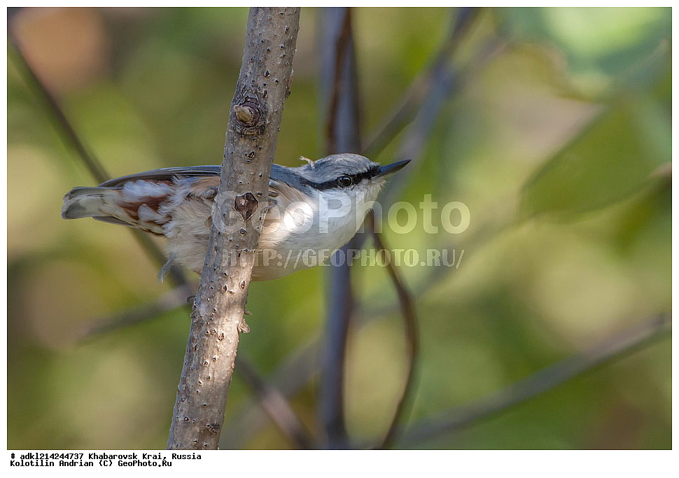 ��������, ��������, �����, �����, ��������, �����������, XYZ, ����������� ����, ������������� ����������, ������������� ��������������� ��������� ����������, ������, �����������, Sittidae, ������������ ���������, �����, Sitta europaea amurensis