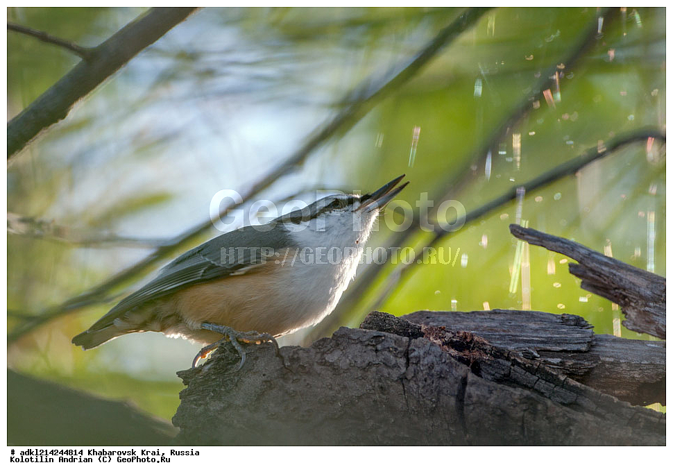 ��������, ��������, �����, �����, ��������, �����������, XYZ, ����������� ����, ������������� ����������, ������������� ��������������� ��������� ����������, ������, �����������, Sittidae, ������������ ���������, �����, Sitta europaea amurensis