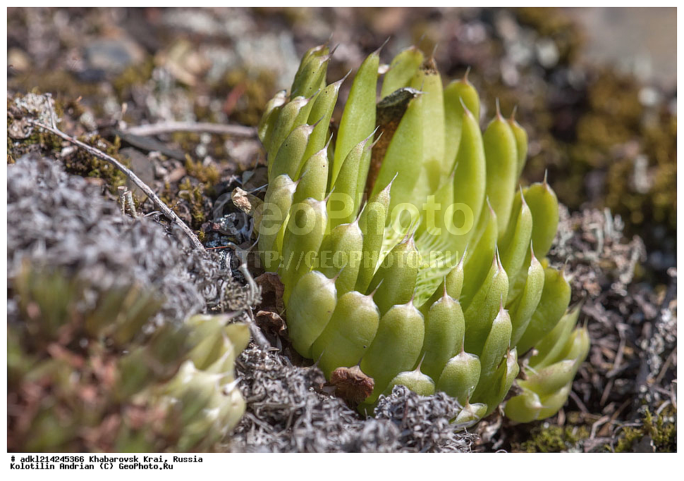 ������ ��������, �����, ���������� ��������, ������������ ��������, ������������ ��������, ������, �����, XYZ, ����������� ����, ������������� ����������, ������������� ��������������� ��������� ����������, ������, ������������, Crassulaceae, ������������� �������, Orostachys spinosa, Cotyledon spinosa, Sedum spinosum