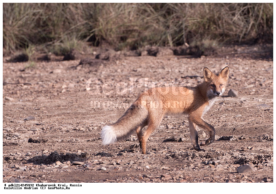 ��������, ��������, �������������, �������������, �����, �����, �������, ������, XYZ, ����������� ����, ������������� ����������, ������������� ��������������� ��������� ����������, ������, ������, �������, ������, Canidae, ������������ ������, ����� ������, ����, Vulpes vulpes