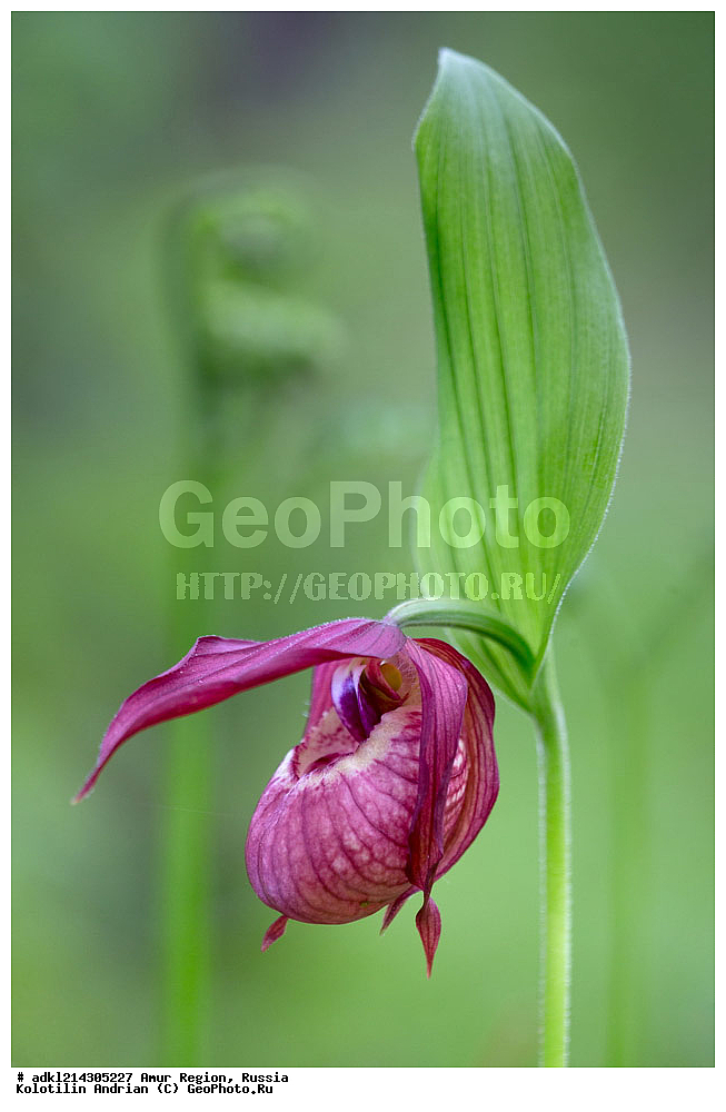 �������� �������, ���������� ����������, ������, ������ ��������, �����, ���������� ��������, ������������ ��������, ������������ ��������, ������, �����, XYZ, ��������, ������������, �������, Orchidaceae, ������� �������� ���������������, �������� ���������������, �������� �������������, �������� ��������, ��������� ��������, ������� ����������, Cypripedium macranthon, Cypripedium macranthos, Cypripedium macranthum