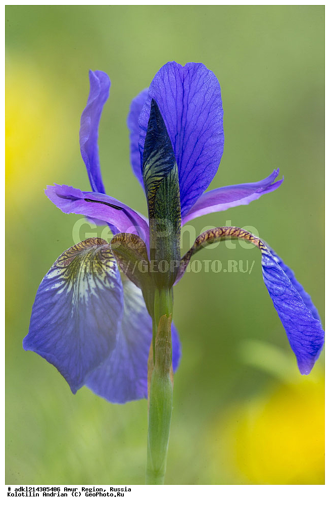 �������� �������, ���������� ����������, ������, ������ ��������, �����, ���������� ��������, ������������ ��������, ������������ ��������, ������, �����, ��������, �����������, Iridaceae, ����, Iris sp.