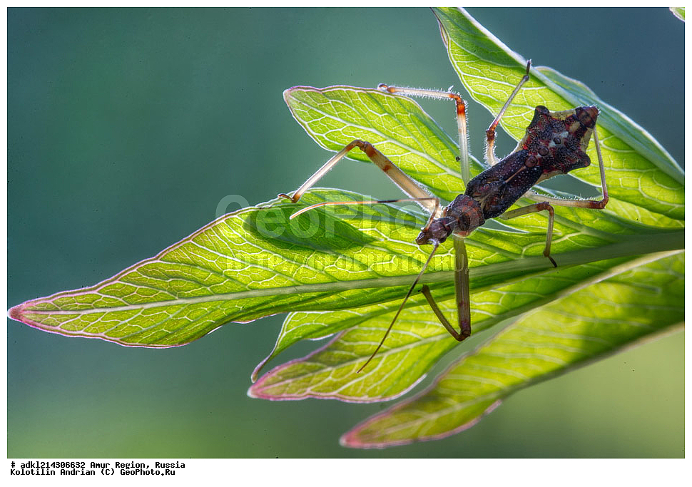 �������� �������, ���������� ����������, ������, ��������, ��������, ���������, ���������, ��������������, �������������, ��������������