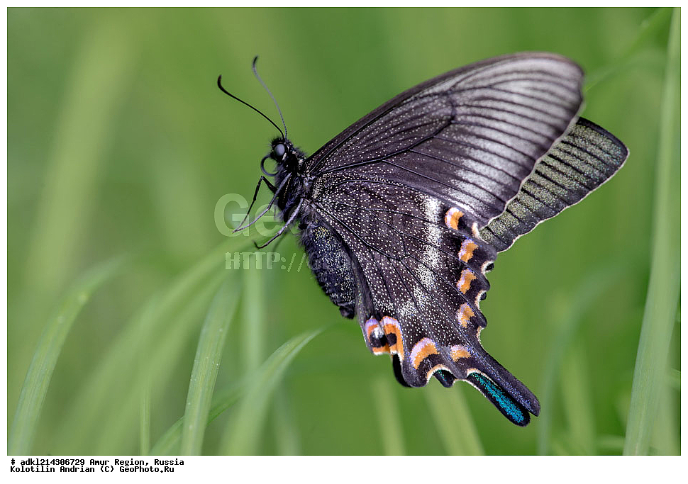 �������� �������, ���������� ����������, ������, ��������, ��������, ���������, ���������, �������, �������, XYZ, ���������, �����������, ��������, Papilionidae, �������� �����, ����������� �����, Papilio maackii, ��������������, �������������, ��������������