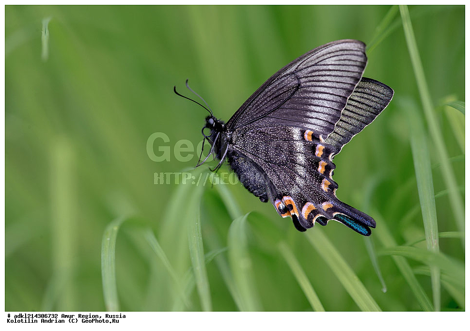 �������� �������, ���������� ����������, ������, ��������, ��������, ���������, ���������, �������, �������, XYZ, ���������, �����������, ��������, Papilionidae, �������� �����, ����������� �����, Papilio maackii, ��������������, �������������, ��������������