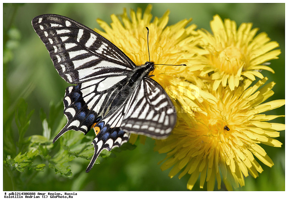 �������� �������, ���������� ����������, ������, ��������, ��������, ���������, ���������, �������, �������, XYZ, ���������, �����������, ��������, Papilionidae, �������� ����, ����, Papilio xuthus, ��������������, �������������, ��������������