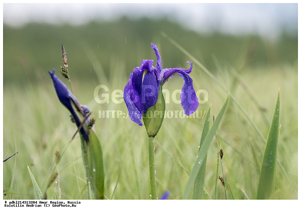 �������� �������, ���������� ����������, ������, ������ ��������, �����, ���������� ��������, ������������ ��������, ������������ ��������, ������, �����, ��������, �����������, Iridaceae, ����, Iris sp.