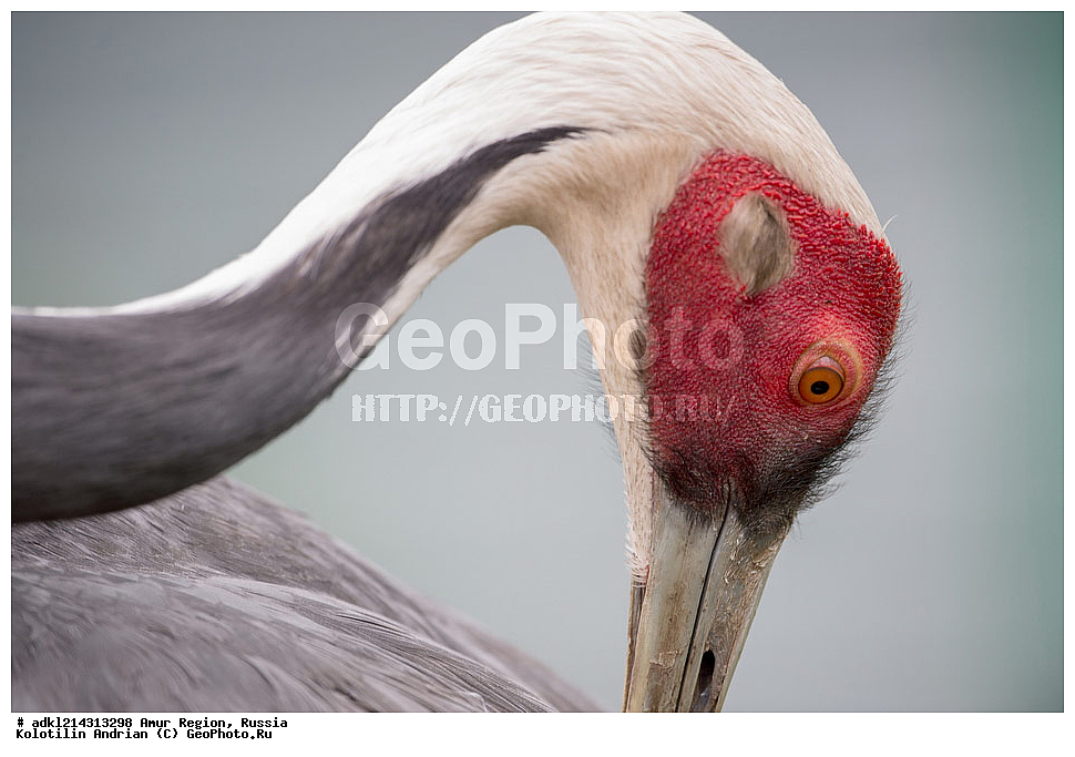 �������� �������, ���������� ����������, ������, ��������, ��������, �����, �����, ��������, �����������, ����������, Gruidae, �������� �������, Grus vipio, XYZ