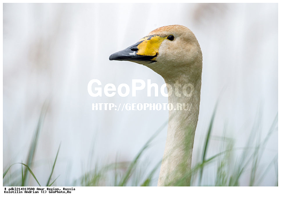 �������� �������, ���������� ����������, ������, ��������, ��������, �����, �����, ��������, �����������, �����������������, ������������� �����, ������������� �����, ������, Anatidae, ������-������, Cygnus cygnus, XYZ