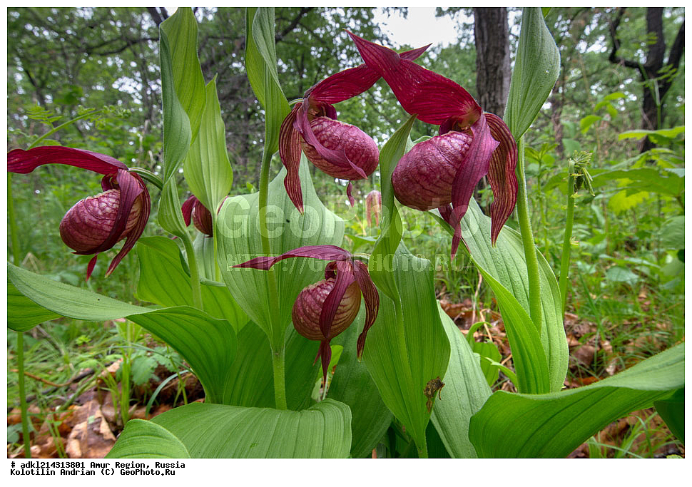 �������� �������, ���������� ����������, ������, ������ ��������, �����, ���������� ��������, ������������ ��������, ������������ ��������, ������, �����, XYZ, ��������, ������������, �������, Orchidaceae, ������� �������� ���������������, �������� ���������������, �������� �������������, �������� ��������, ��������� ��������, ������� ����������, Cypripedium macranthon, Cypripedium macranthos, Cypripedium macranthum