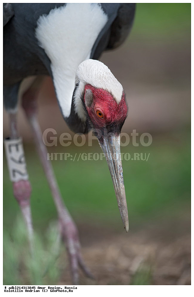 �������� �������, ���������� ����������, ������, ��������, ��������, �����, �����, ��������, �����������, ����������, Gruidae, �������� �������, Grus vipio, XYZ