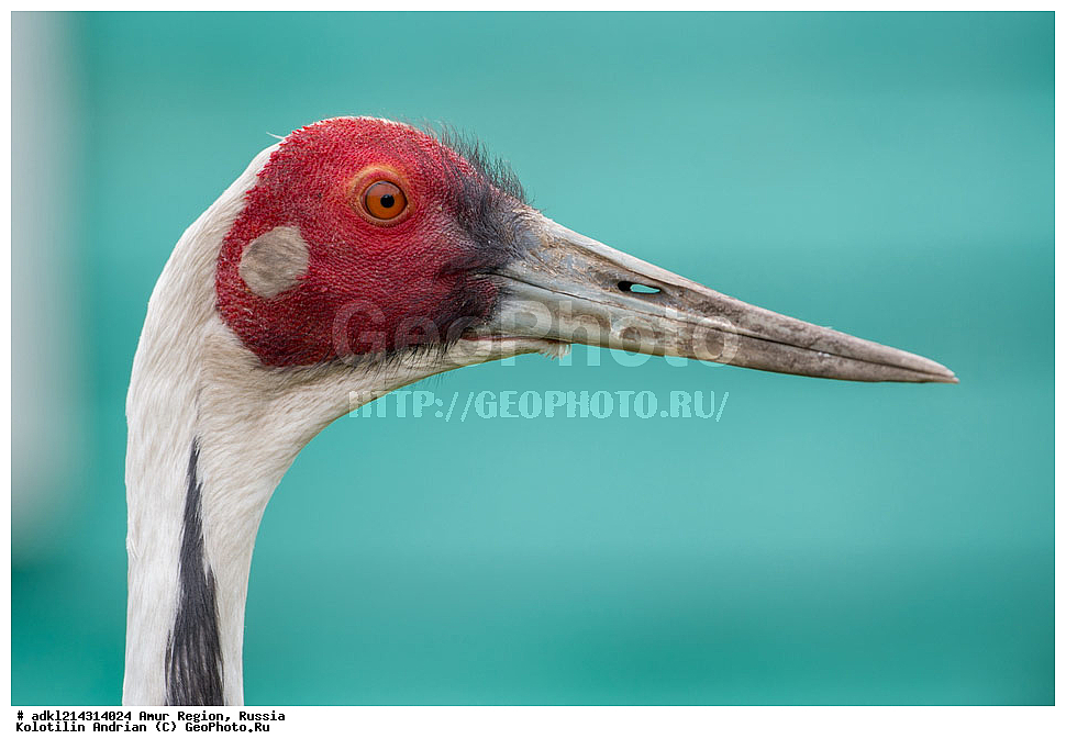 �������� �������, ���������� ����������, ������, ��������, ��������, �����, �����, ��������, �����������, ����������, Gruidae, �������� �������, Grus vipio, XYZ