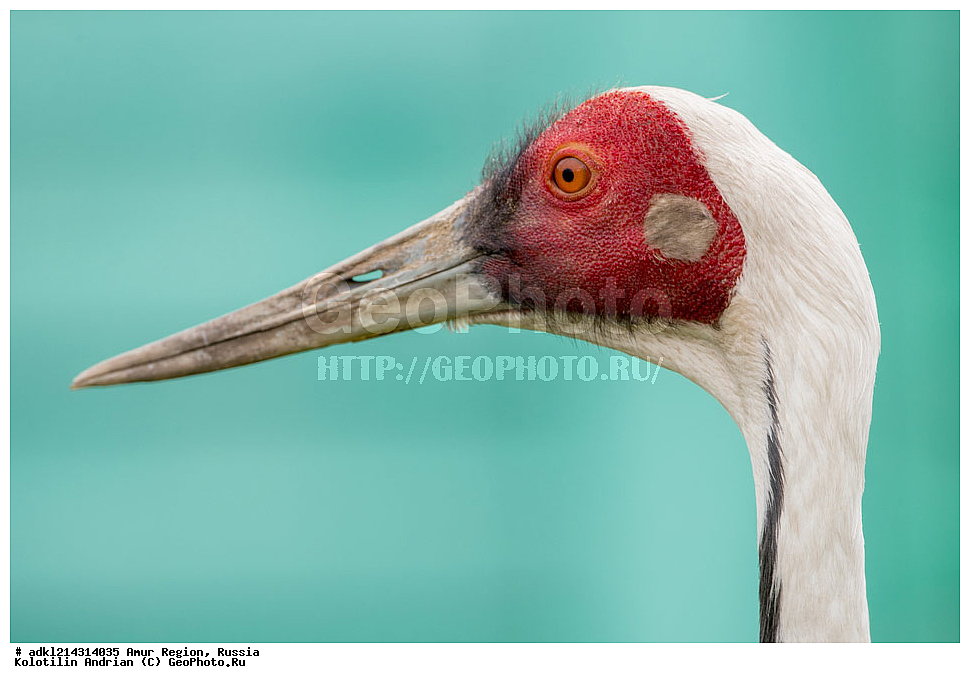 �������� �������, ���������� ����������, ������, ��������, ��������, �����, �����, ��������, �����������, ����������, Gruidae, �������� �������, Grus vipio, XYZ