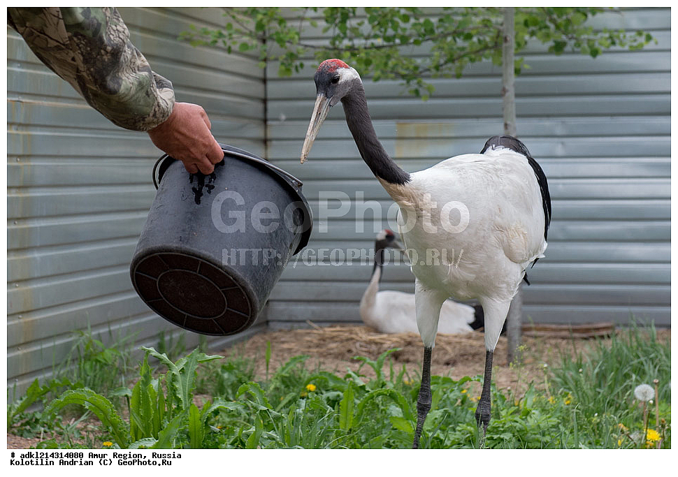 �������� �������, ���������� ����������, ������, ��������, ��������, �����, �����, ��������, �����������, ����������, Gruidae, �������� �������, ����������� �������, ������������ �������, Grus japonensis, XYZ
