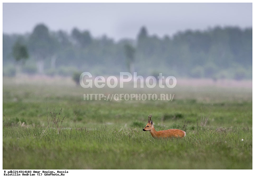 �������� �������, ���������� ����������, ������, ��������, ��������, �������������, �������������, �����, �����, ��������, ������, Cervidae, ��������� ������, Capreolus pygargus, XYZ