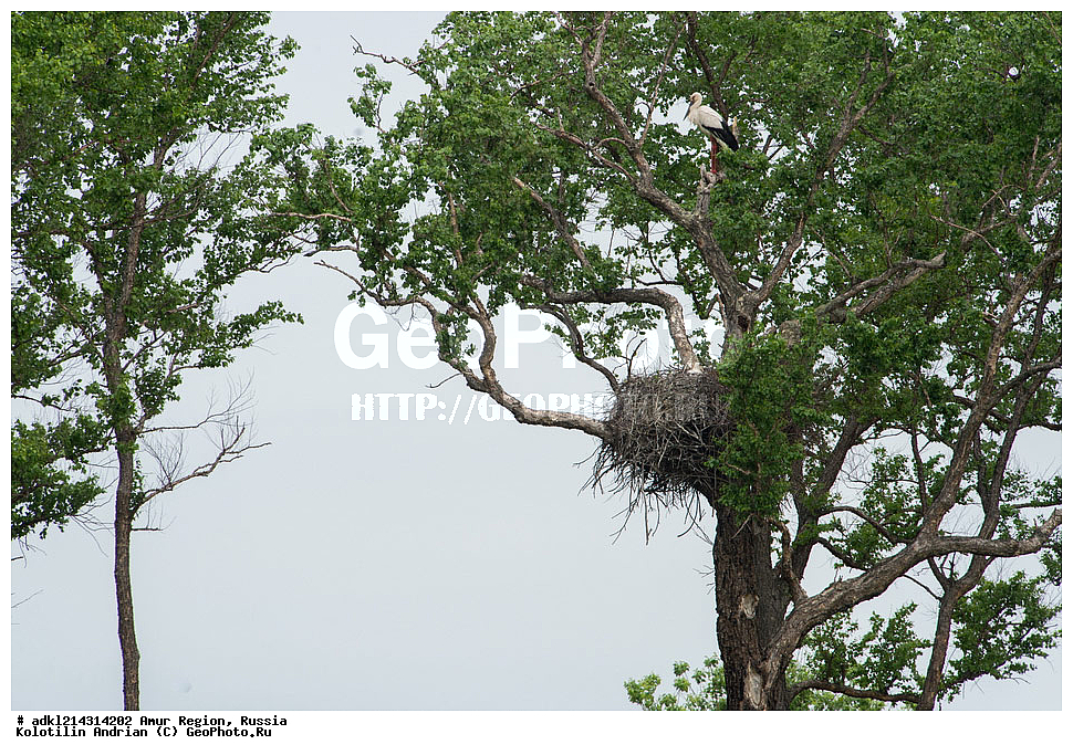 �������� �������, ���������� ����������, ������, ��������, ��������, �����, �����, ��������, �����������, ��������, Ciconiidae, ��������������� ����, ����������� ����, ��������� ����, Ciconia boyciana, XYZ