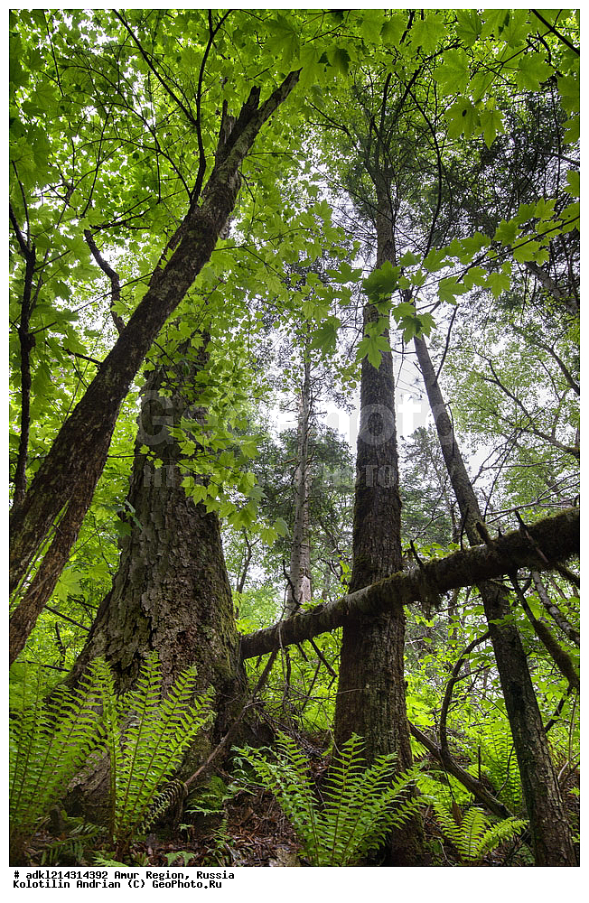 �������� �������, ���������� ����������, ������, ���������������� ���, ��������