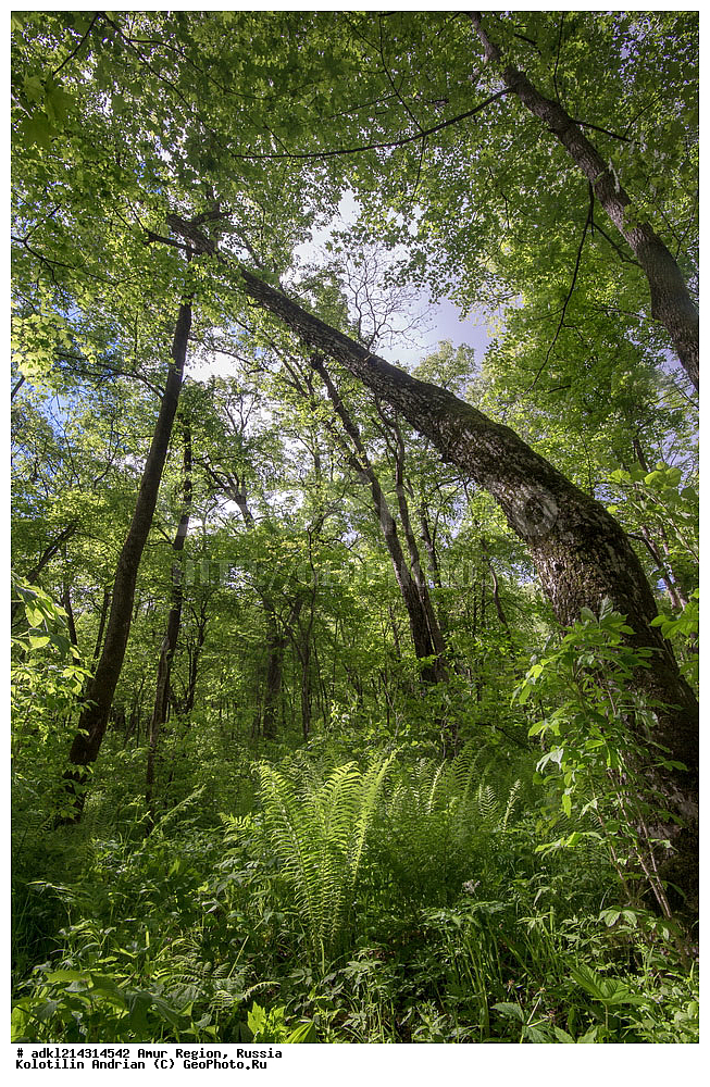 �������� �������, ���������� ����������, ������, ���������������� ���, ��������