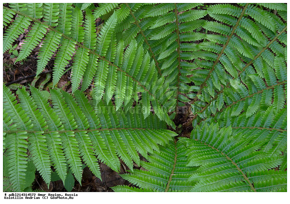 �������� �������, ���������� ����������, ������, �����, ���������� ��������, ������������ ��������, ������������ ��������, ������������, Dryopteridaceae, ��������, Dryopteris sp.