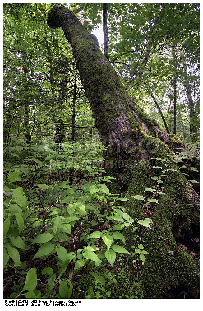 �������� �������, ���������� ����������, ������, ���������������� ���, ��������