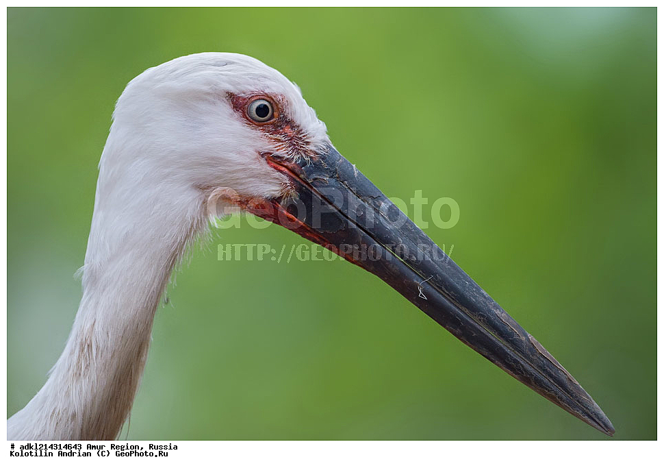 �������� �������, ���������� ����������, ������, ��������, ��������, �����, �����, ��������, �����������, ��������, Ciconiidae, ��������������� ����, ����������� ����, ��������� ����, Ciconia boyciana, XYZ