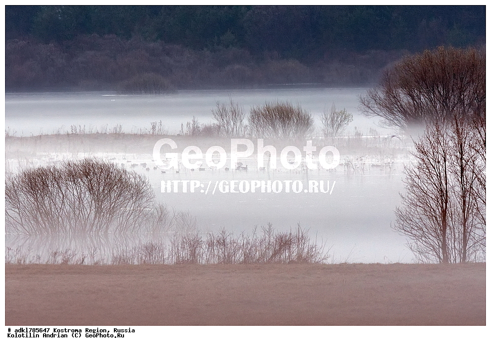  ����, �����, ���� �� ����, �����, ����, ����, ����������� �������, ������, ��������������� ��������� ���������� ������������ ���, ���������� ������������ ���, ������� ��������, ������������ �����, ������, �����, ��������, ��������, ��������, �����, �����, ��������, �����������, �����������������, ������������� �����, ������������� �����, XYZ, ������, Anatidae, ��������� ����, ���������, Anser albifrons, ��������