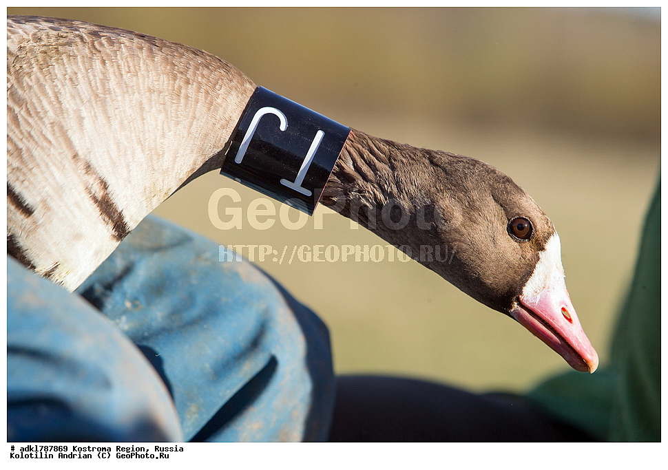 �����, �������, �����, ����, ����, ����������� �������, ������, ��������������� ��������� ���������� ������������ ���, ���������� ������������ ���, ������� ��������, ������������ �����, ������, �����, ��������, ��������, ��������, �����, �����, ��������, �����������, �����������������, ������������� �����, ������������� �����, XYZ, ������, Anatidae, ��������� ����, ���������, Anser albifrons, ��������