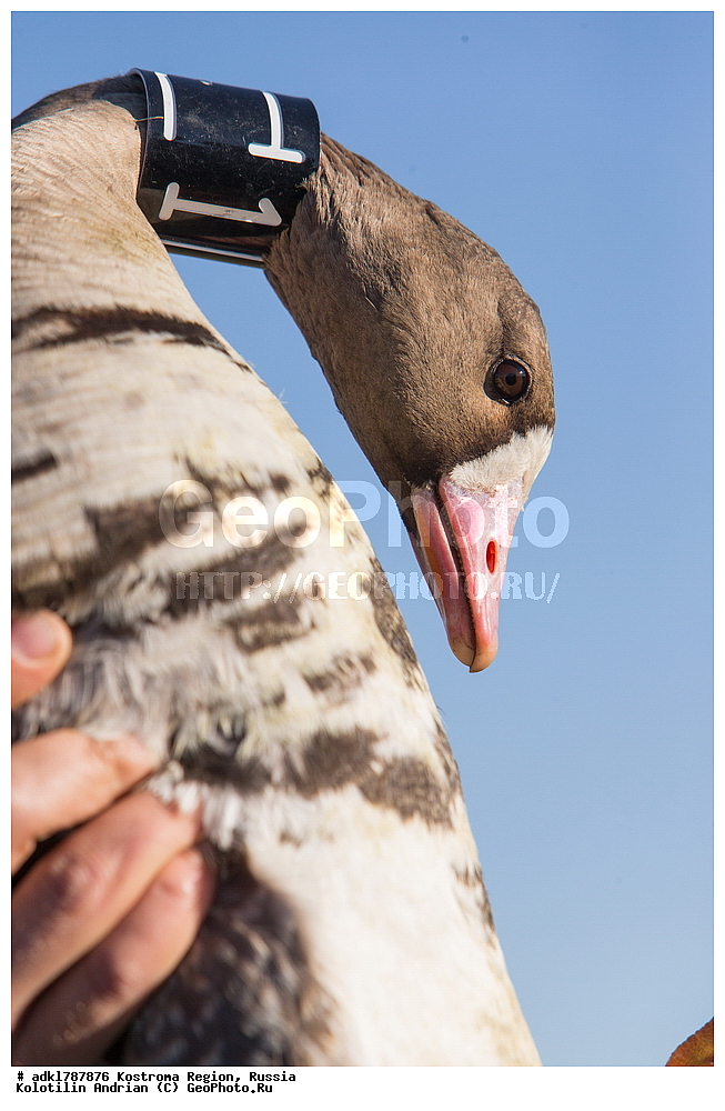 �����, �������, �����, ����, ����, ����������� �������, ������, ��������������� ��������� ���������� ������������ ���, ���������� ������������ ���, ������� ��������, ������������ �����, ������, �����, ��������, ��������, ��������, �����, �����, ��������, �����������, �����������������, ������������� �����, ������������� �����, XYZ, ������, Anatidae, ��������� ����, ���������, Anser albifrons, ��������