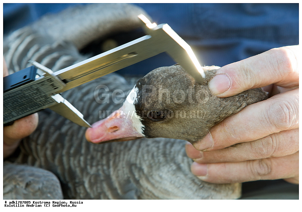 �����, �������, �����, ����, ����, ����������� �������, ������, ��������������� ��������� ���������� ������������ ���, ���������� ������������ ���, ������� ��������, ������������ �����, ������, �����, ��������, ��������, ��������, �����, �����, ��������, �����������, �����������������, ������������� �����, ������������� �����, XYZ, ������, Anatidae, ��������� ����, ���������, Anser albifrons, ��������