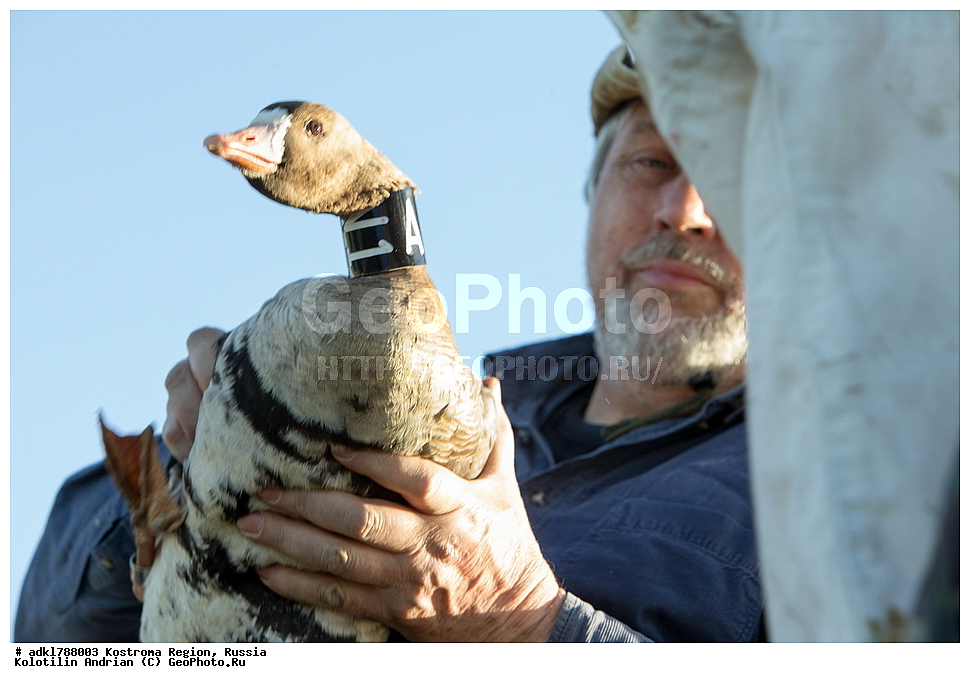 �����, �������, �����, ����, ����, ����������� �������, ������, ��������������� ��������� ���������� ������������ ���, ���������� ������������ ���, ������� ��������, ������������ �����, ������, �����, ��������, ��������, ��������, �����, �����, ��������, �����������, �����������������, ������������� �����, ������������� �����, XYZ, ������, Anatidae, ��������� ����, ���������, Anser albifrons, ��������